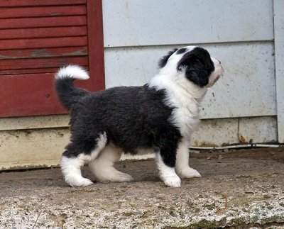 FrankiePups1736.jpg