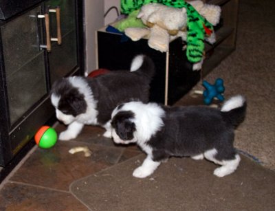 FrankiePups1750.jpg