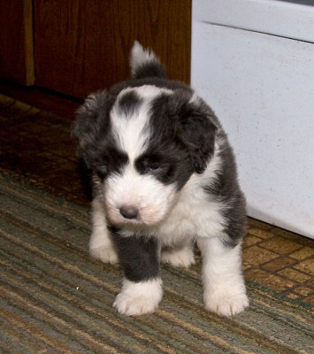 FrankiePups1755.jpg