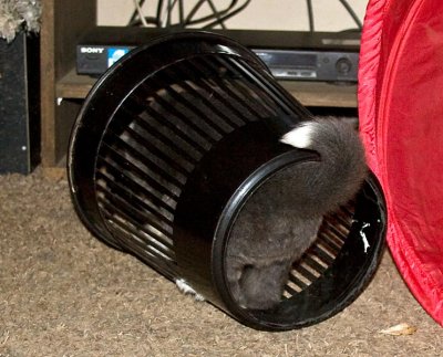 FrankiePups1756.jpg