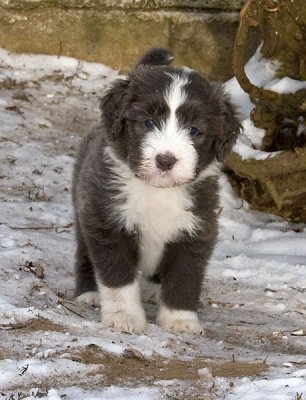 FrankiePups1768.jpg