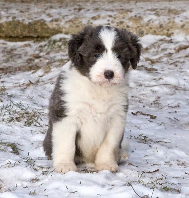 FrankiePups1770.jpg