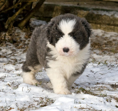 FrankiePups1771.jpg