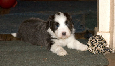 FrankiePups1773.jpg