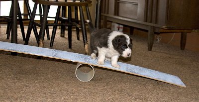 FrankiePups1774.jpg