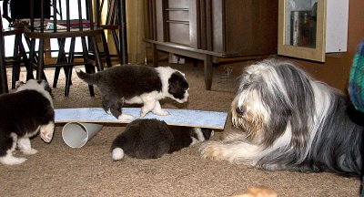 FrankiePups1775.jpg