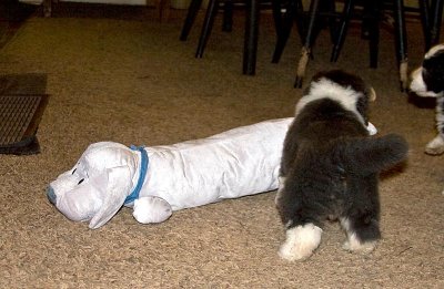 FrankiePups1777.jpg