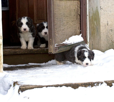 FrankiePups1783.jpg