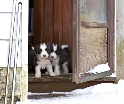 FrankiePups1784.jpg