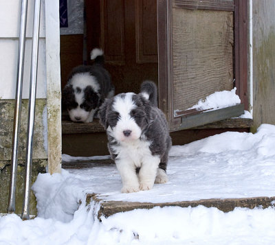 FrankiePups1785.jpg