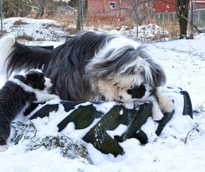 FrankiePups1791.jpg