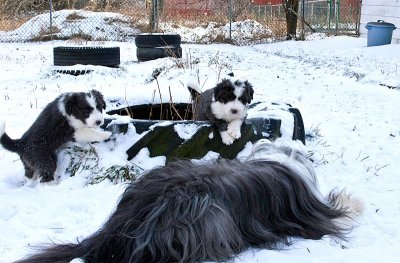 FrankiePups1792.jpg
