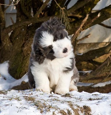 FrankiePups1795.jpg