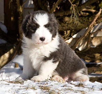 FrankiePups1798.jpg
