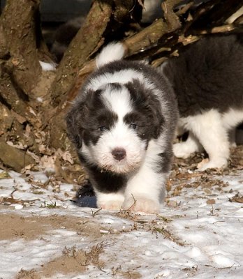 FrankiePups1799.jpg