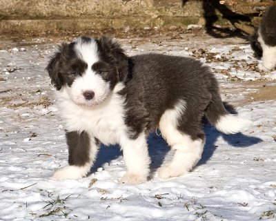 FrankiePups1801.jpg