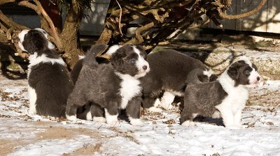 FrankiePups1802.jpg