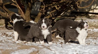 FrankiePups1803.jpg