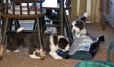 FrankiePups1808.jpg