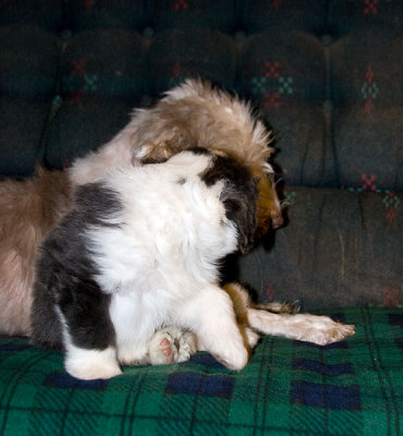 FrankiePups1809.jpg