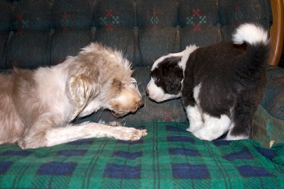 FrankiePups1810.jpg