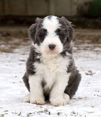 FrankiePups1811.jpg