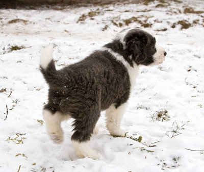FrankiePups1813.jpg