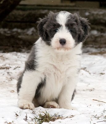 FrankiePups1815.jpg