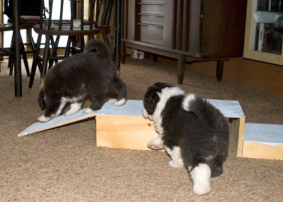 FrankiePups1820.jpg