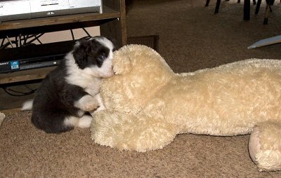 FrankiePups1821.jpg