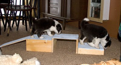 FrankiePups1822.jpg