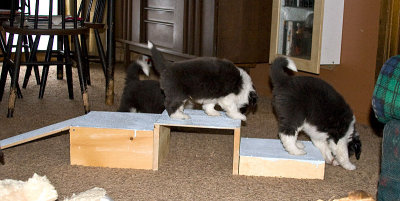 FrankiePups1823.jpg