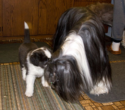 FrankiePups1827.jpg