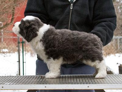 Frankie x Fuzzy Litter - Stacked photos at 6 weeks