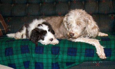 FrankiePups2078.jpg