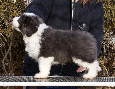 FrankiePups2164.jpg