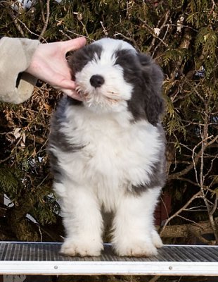 FrankiePups2168.jpg
