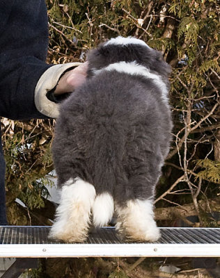 FrankiePups2167.jpg