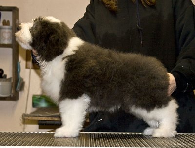 FrankiePups2203.jpg