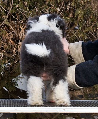 FrankiePups2177.jpg