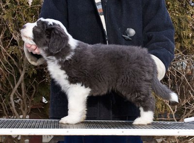 FrankiePups2182.jpg