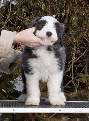 FrankiePups2180.jpg