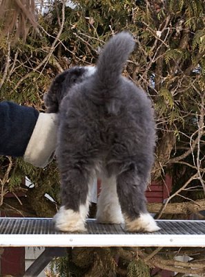 FrankiePups2181.jpg