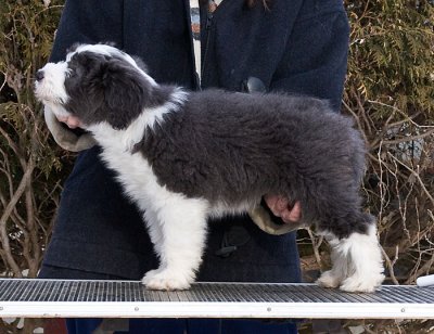 FrankiePups2188.jpg