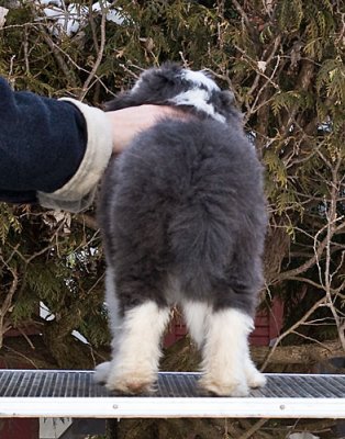 FrankiePups2189.jpg