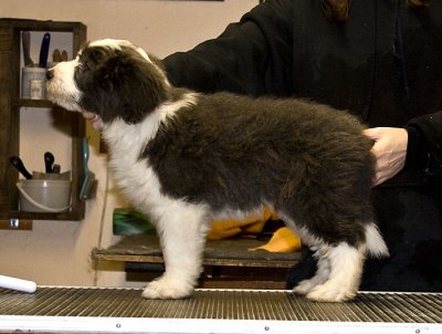 FrankiePups2207B.jpg