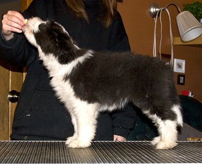 FrankiePups2228.jpg