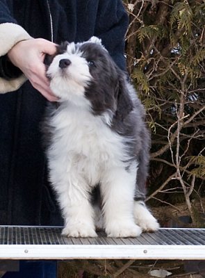 FrankiePups2193.jpg
