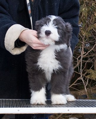 FrankiePups2198.jpg