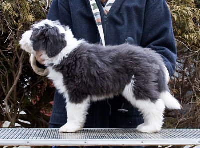 FrankiePups2347.jpg